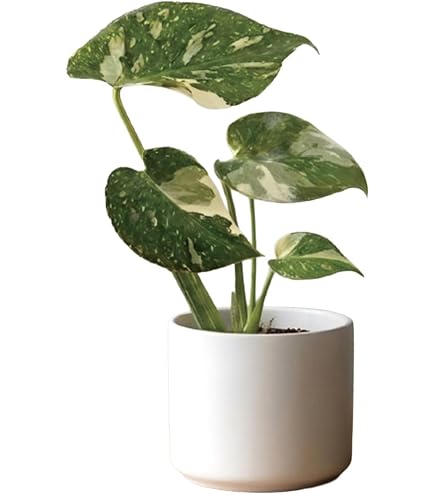 Amazon｜2モンステラ エレクトロ ライト 美斑入り｜観葉植物